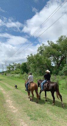DLF Western Horse Training