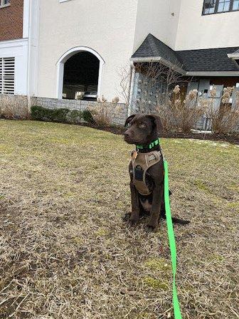 Cressie Animal Refuge and Enrichment (CARE)