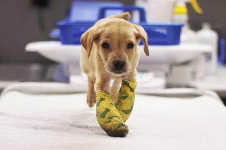 Animal Defense League of Texas (Hospital)