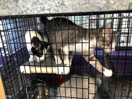 Converse Animal Shelter Inc