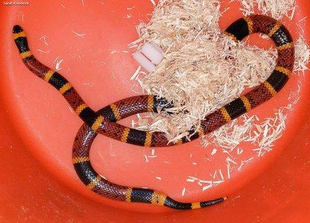 San Antonio Snake Removal