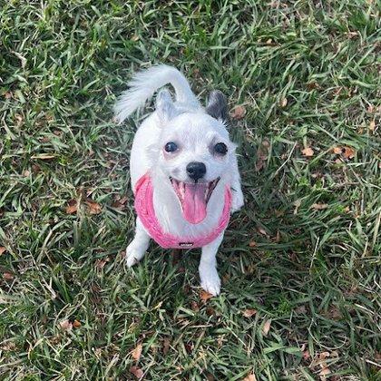 Poquita Paws Rescue