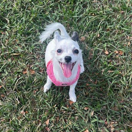 Poquita Paws Rescue