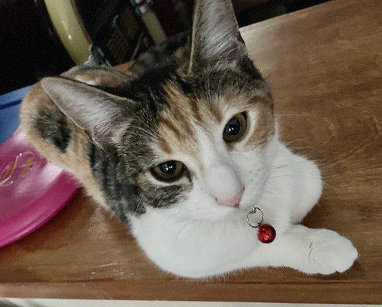 Kitten Rescue NW San Antonio