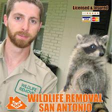 Wildlife Removal San Antonio