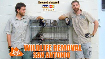 Wildlife Removal San Antonio