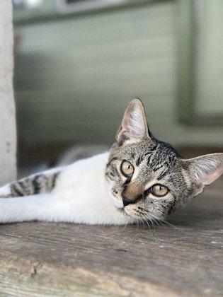 Cafe House Animal Rescue