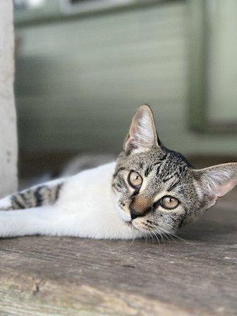 Cafe House Animal Rescue