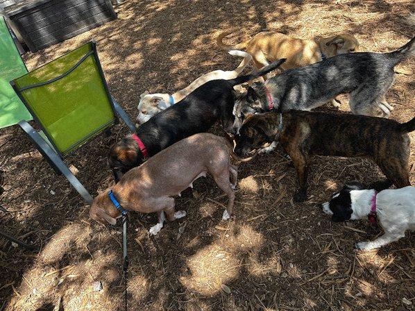 Charming Pet Rescue