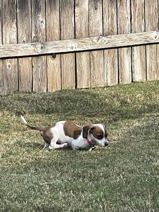 City of Cibolo Animal Services