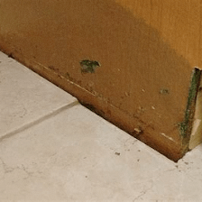 Mold Inspection Doctor Alamo Heights