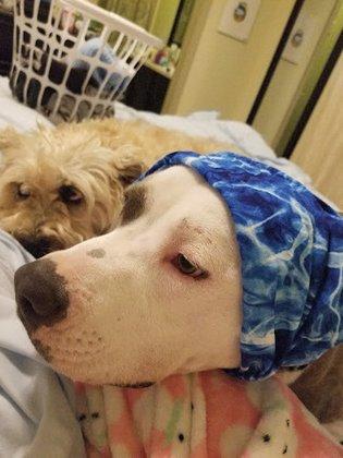 Seguin Animal Services