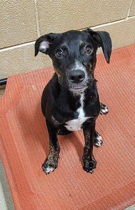 Humane Society of the New Braunfels Area, Inc