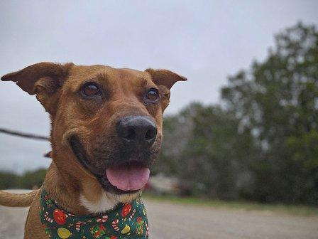 Canyon Lake Animal Shelter Society