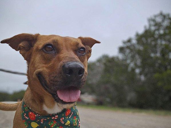 Canyon Lake Animal Shelter Society
