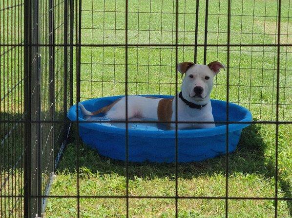 San Marcos Regional Animal Shelter