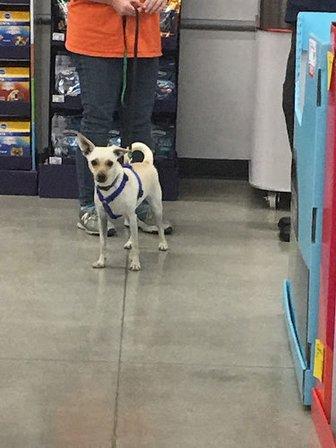 Guadalupe County Humane Society