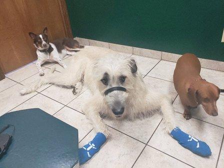 Fischer Veterinary Clinic