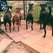 Tails within Texas Rescue