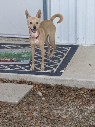 Tails within Texas Rescue