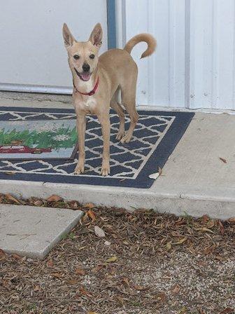 Tails within Texas Rescue