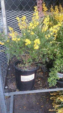 Garden Center at The Home Depot
