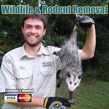 Wildlife & Rodent Removal San Antonio