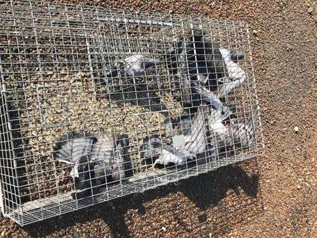Wildlife & Rodent Removal San Antonio