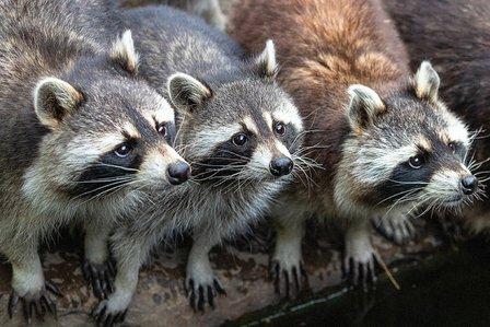 Cagey Critter Wildlife Removal & Trapping