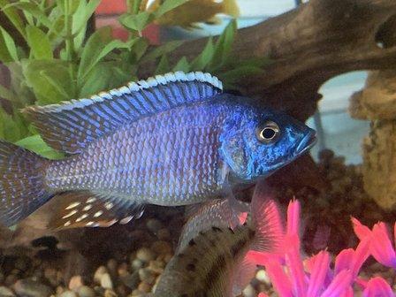 Cichlid Aquarium Supplies