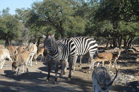 The Exotic Resort Zoo