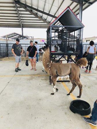 The Petting Zoo at Traders Village S.A