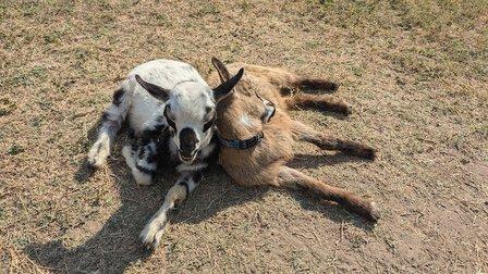Goat Cafe by Goat Shenanigans