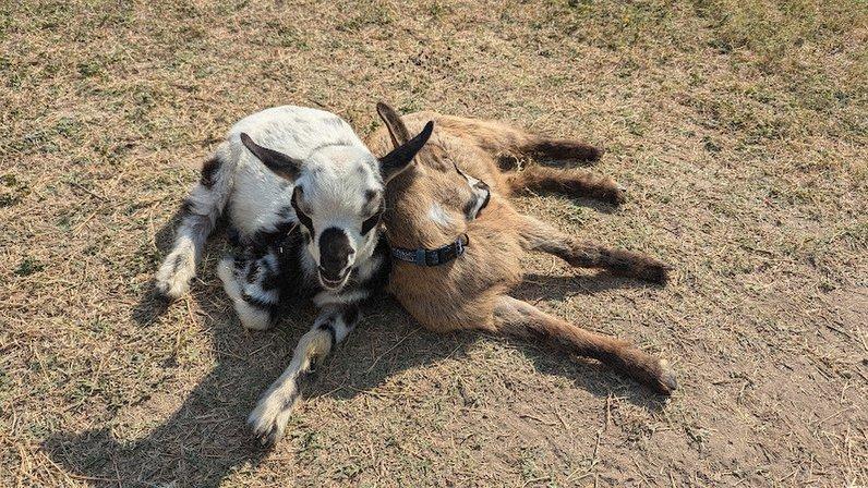 Goat Cafe by Goat Shenanigans