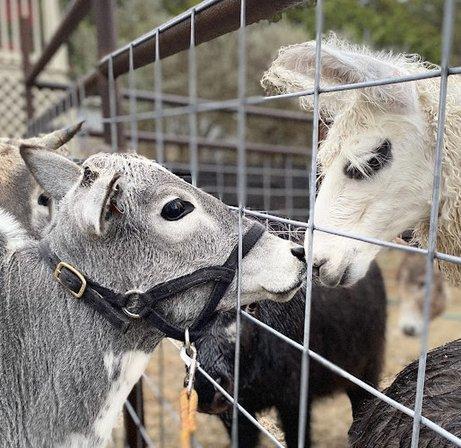 Happy Tails Mobile Petting Zoo and Animal Sanctuary