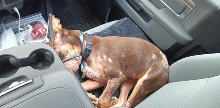 San Antonio Doberman Advocacy and Rescue
