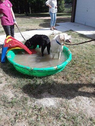 Guide Dogs of Texas Inc