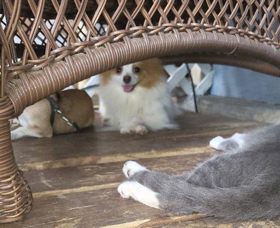 THE RETIRED RABBIT SANCTUARY