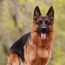 Himmel Eck German Shepherds