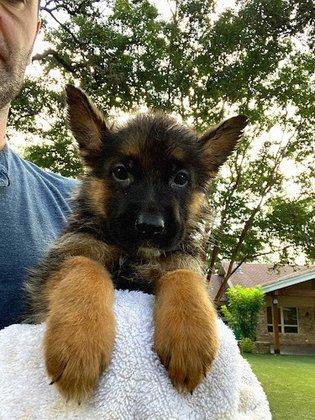 Himmel Eck German Shepherds