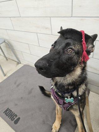 PetSmart Dog Training