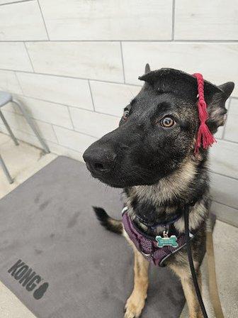 PetSmart Dog Training