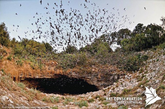 Bracken Cave Preserve (Bat Conservation International Inc)