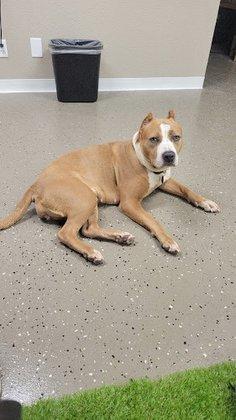 Guadalupe County Animal Control