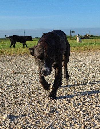 Wilson County Animal Shelter