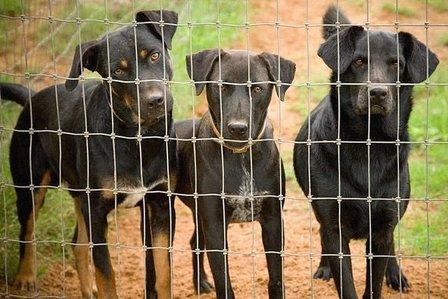 SARA Sanctuary (Society for Animal Rescue and Adoption)